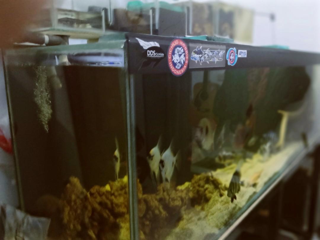 Nego Aquarium Besar Tank Top Filter Rak Uk 200x50x57 Kaca