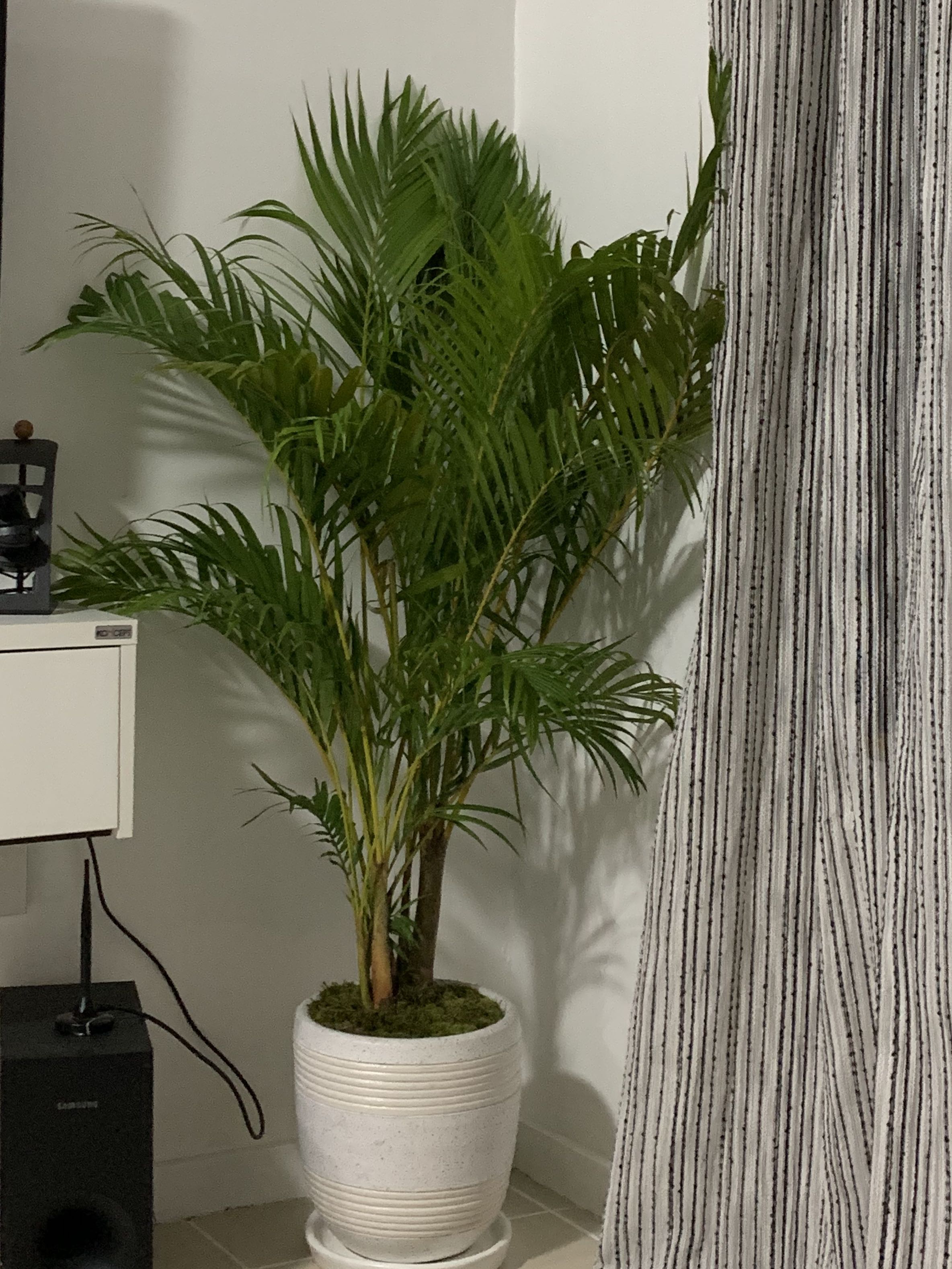 Palmera Furniture Home Living Gardening Plants 