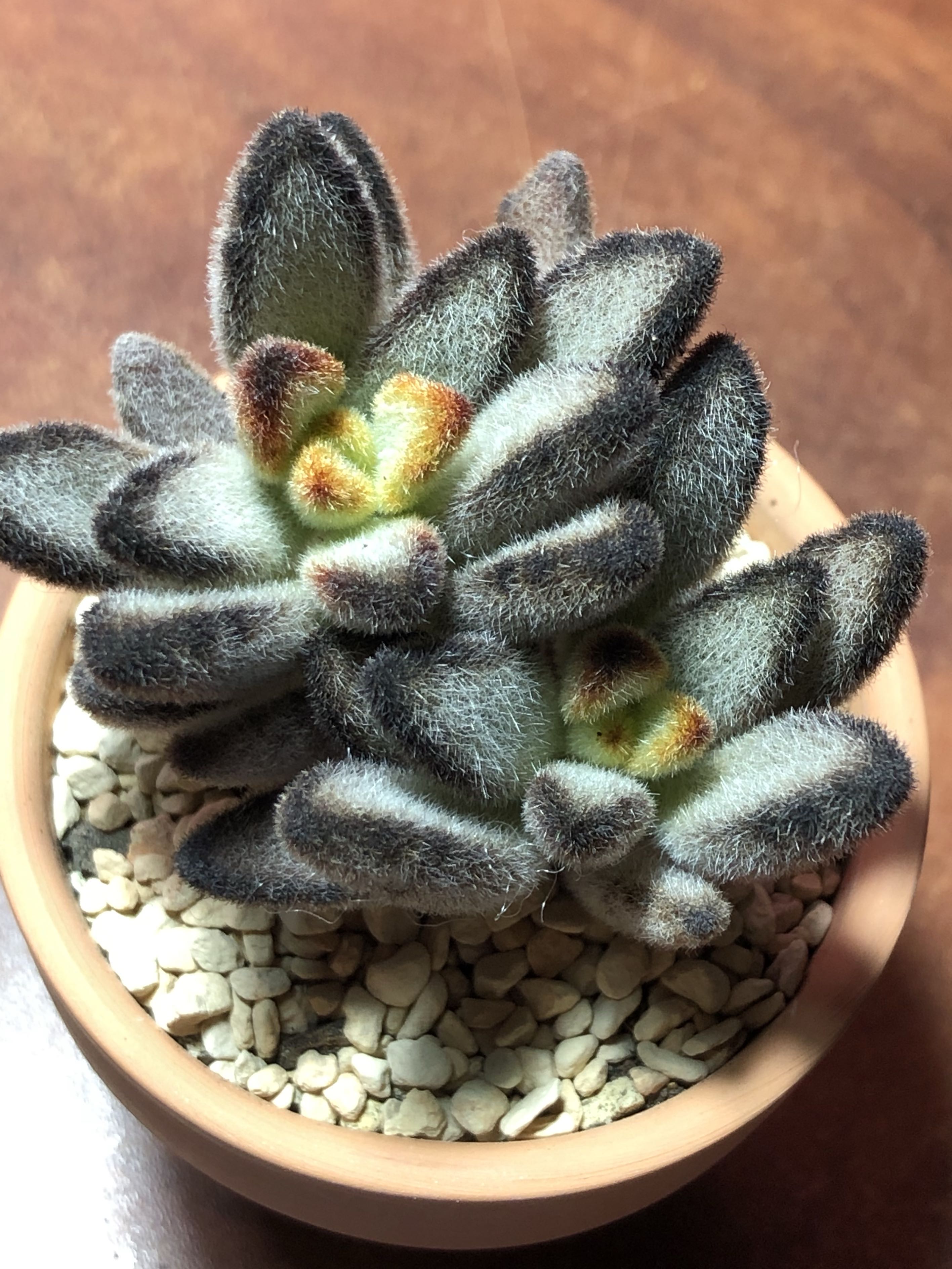 Kalanchoe Tomentosa Cinnamon Furniture Home Living Gardening Plants Seeds On Carousell