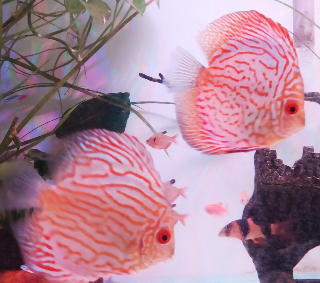 discus fish for sale, Everything Else, Others on Carousell