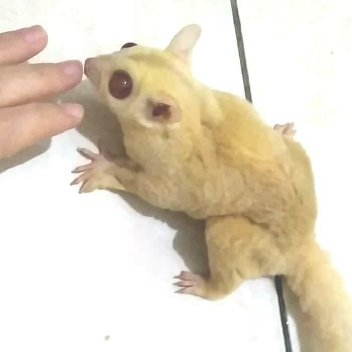 Cremeino clearance sugar glider
