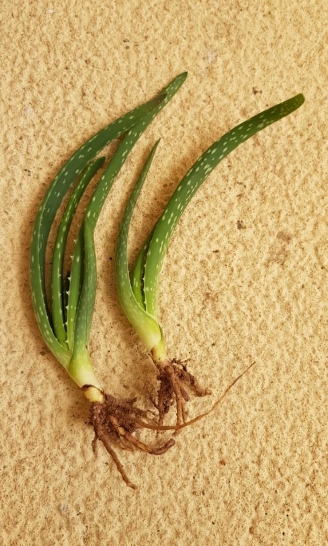 Aloe Vera Plant Bare Roots On Carousell