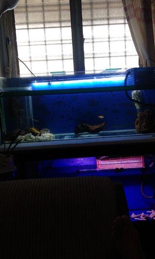 Aquarium Tank 48x12x18"