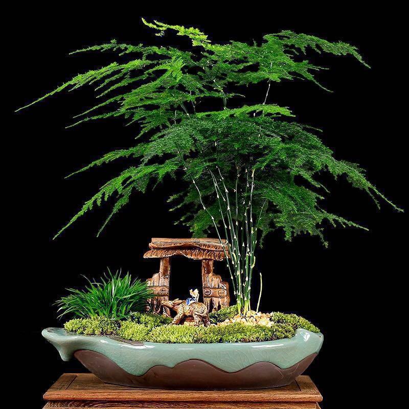 Bonsai Asparagus Fern In Unique Pot Indoor Bonsai, Furniture & Home