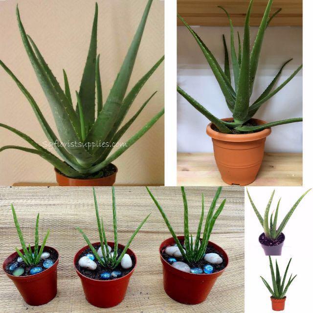 Edible Herbal Plants Aloe Vera 芦荟 七星针 Seven Star Needle Edible Cactus Furniture And Home 2168