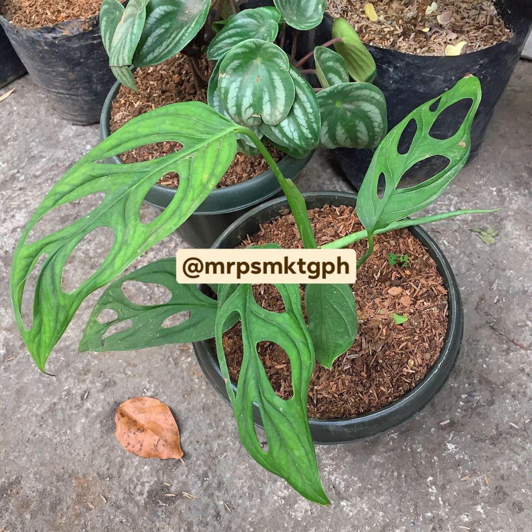 Monstera Eyelet In Pot Gardening Flowers Plants On Carousell