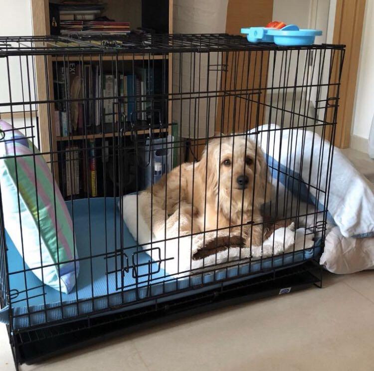 Poodle cage sales