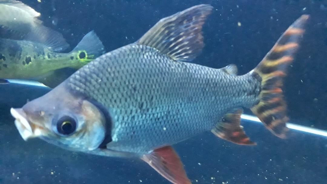 Aquarium Fishes Pet Supplies Pet Accessories On Carousell