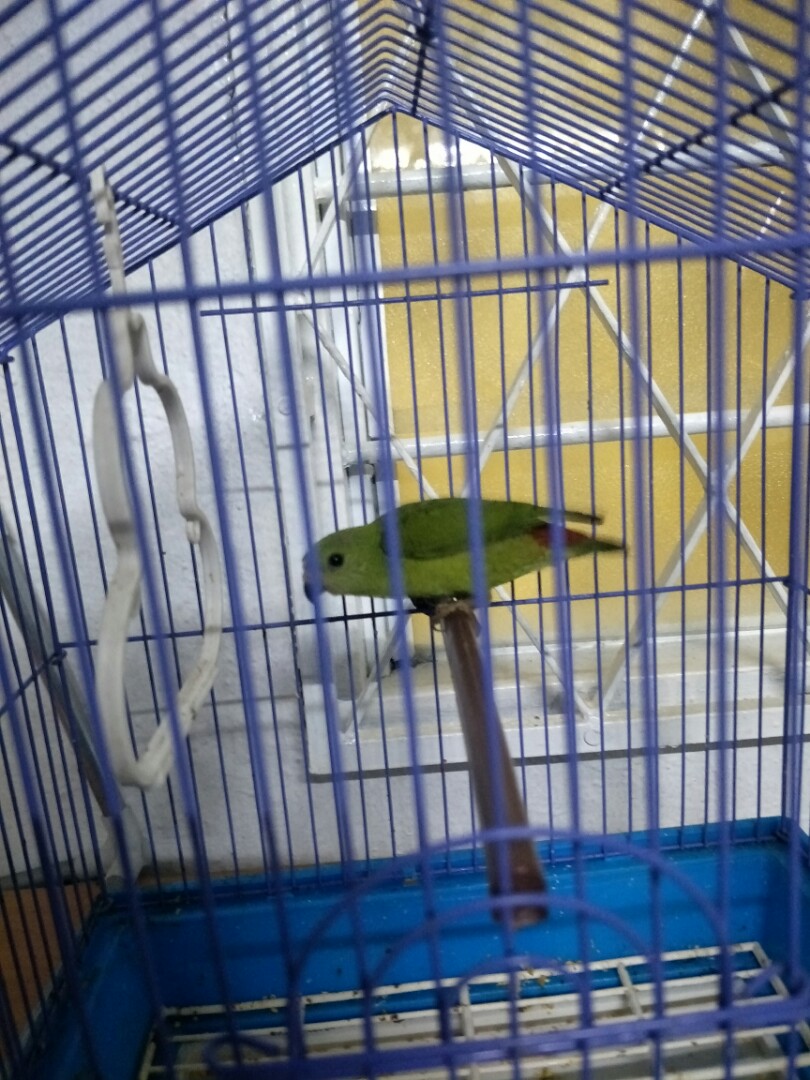 Burung Serindit Siap Dengan Sangkar Pet Supplies Pet Accessories On Carousell
