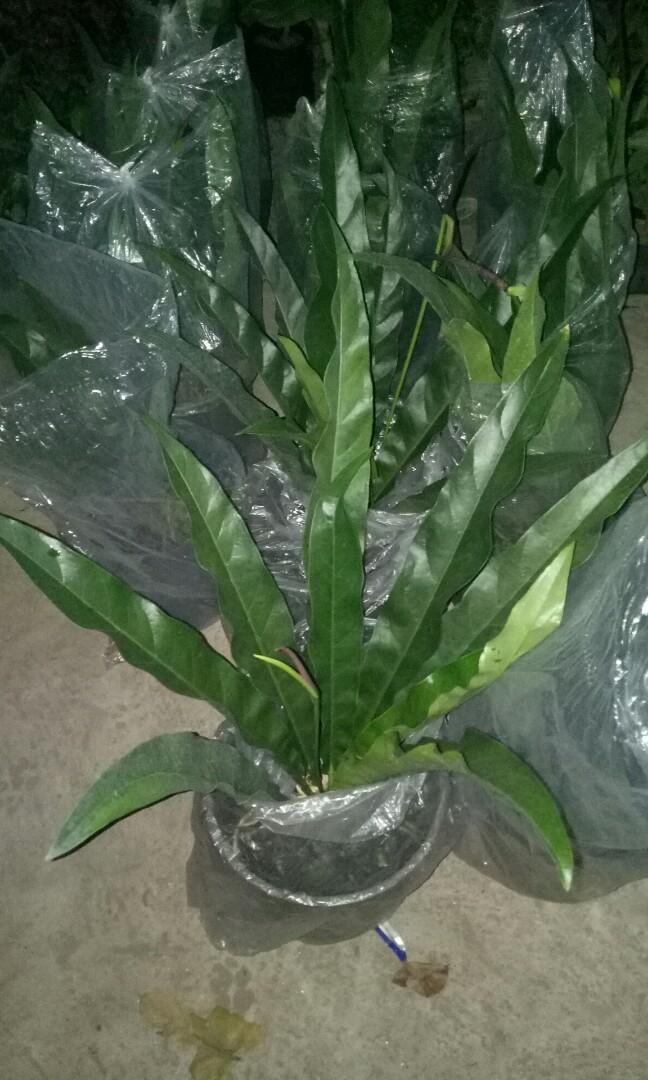 Renaissance anthurium (Category: Plants & Seeds) located in Calamba. Submitted by sheina19bunales (Listing ID 258568092, Image 1). Description: Renaissance anthurium We ship nationwide Pls visit my fb page jeffshi garden.