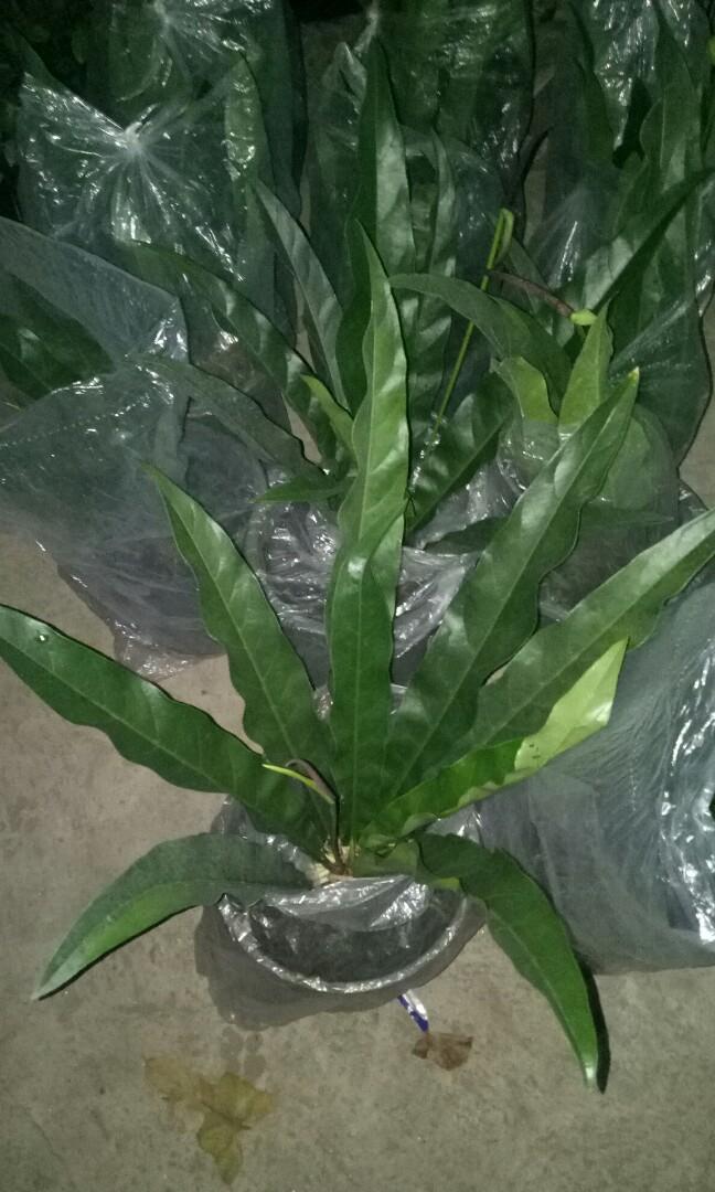 Renaissance anthurium (Category: Plants & Seeds) located in Calamba. Submitted by sheina19bunales (Listing ID 258568092, Image 2). Description: Renaissance anthurium We ship nationwide Pls visit my fb page jeffshi garden.