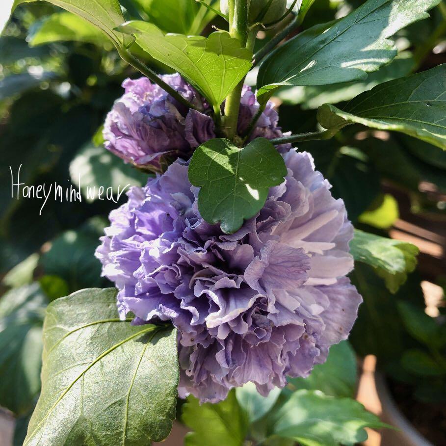 S齡盆栽日本品種紫花木棉開花不斷植物園藝香港種植花園實物拍攝garden Plants 有機種植organic 插花花材瓶花鮮花材 傢俬 家居 Gardening Plants Carousell