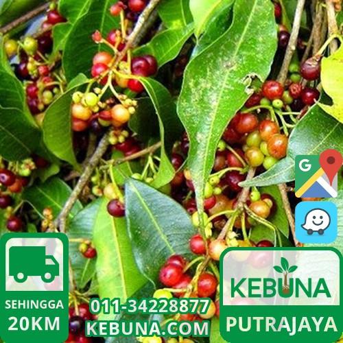 Anak Pokok Daun Salam Putrajaya Serai Kayu Bay Leaf Plant Home Furniture Gardening On Carousell