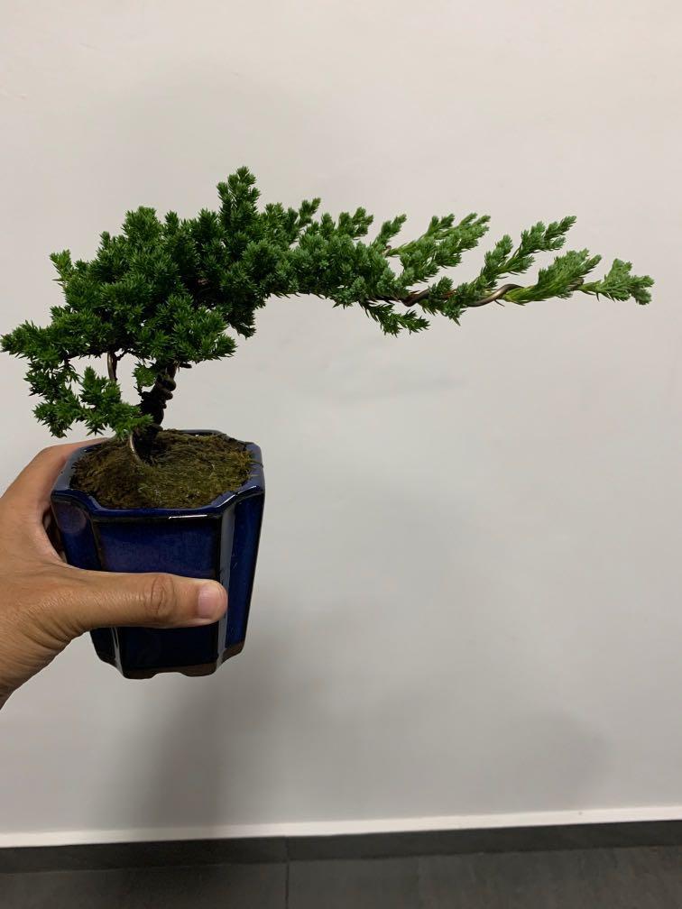 Bonsai Juniper, Gardening, Plants on Carousell Bonsai Juniper, Gardening, Plants on Carousell