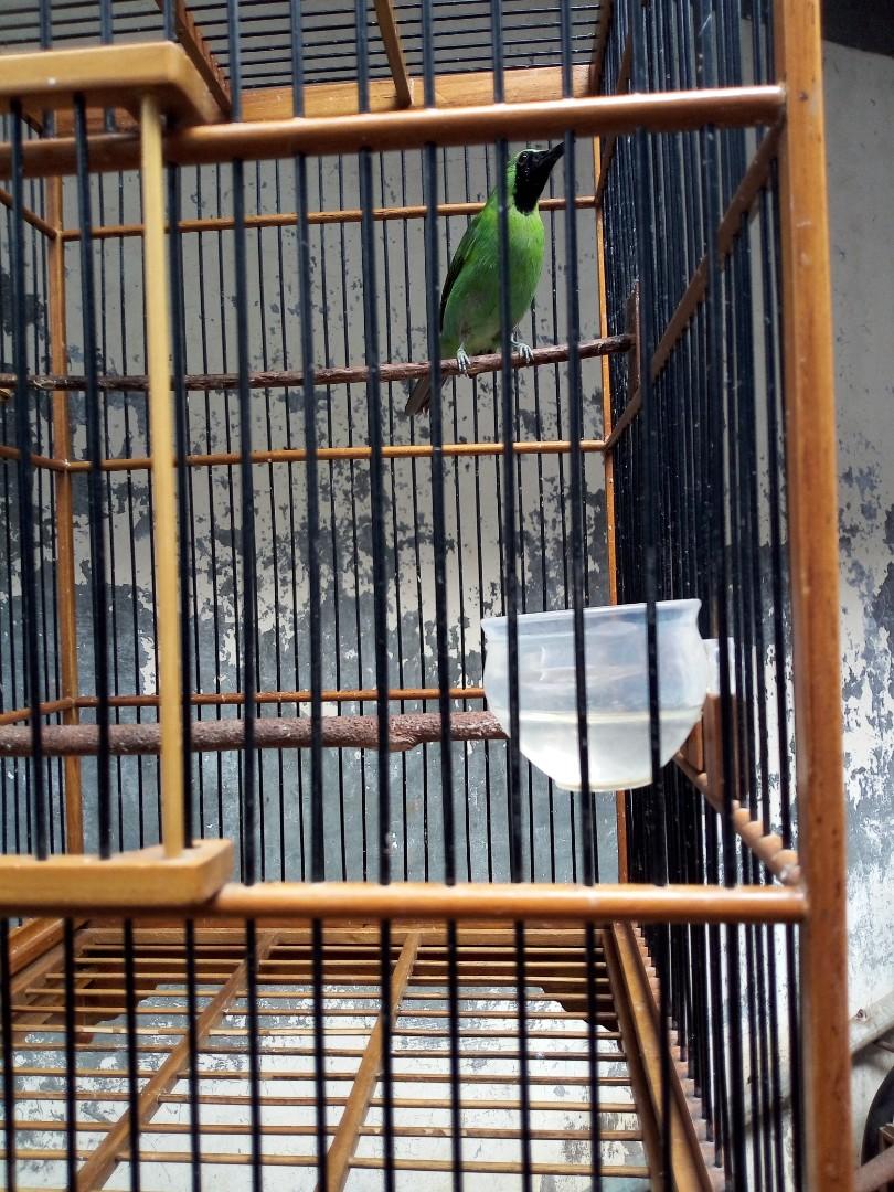 Burung Cucak Ijo Pet Supplies Food On Carousell