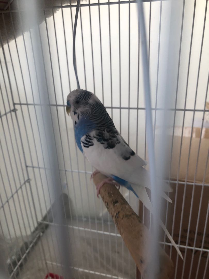 Parakeet adoption hotsell