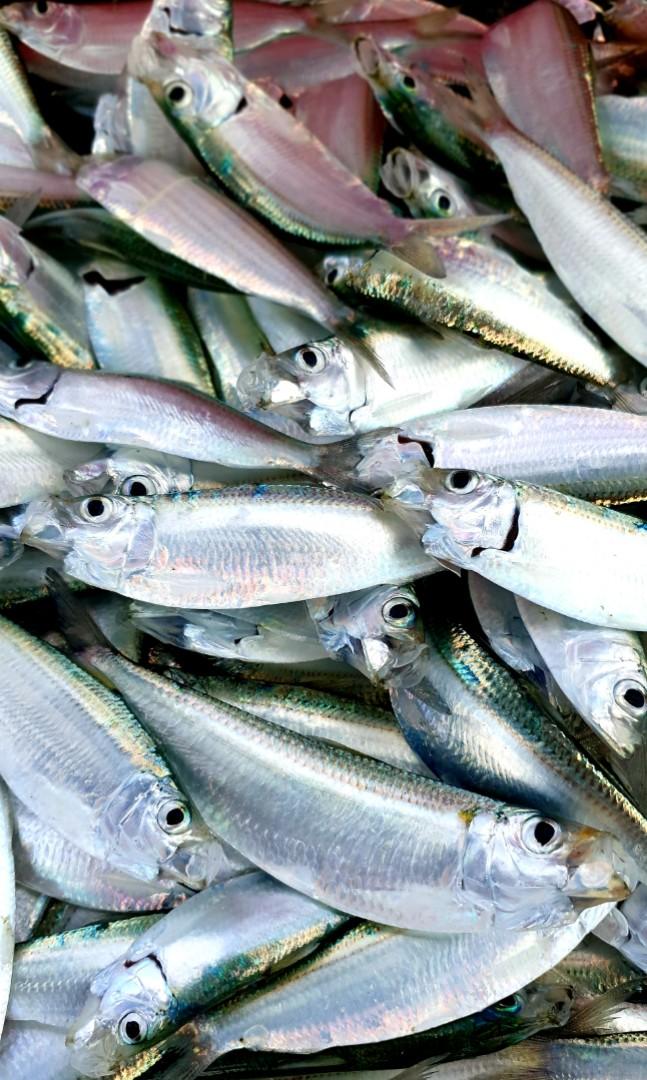 Fresh Tamban Fishing Bait Sports Sports Games Equipment On