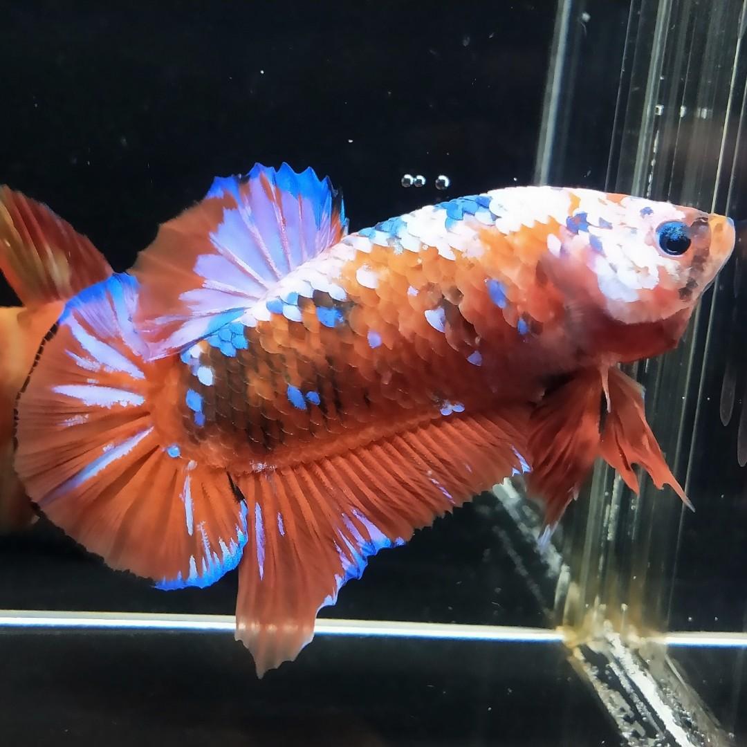 Ikan Cupang Giant Nemo Galaxy Perlengkapan Hewan Aksesoris Hewan Di Carousell