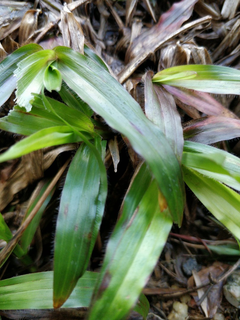 Organic Aloe Vera Money Plant Spider Plants Sale On Carousell