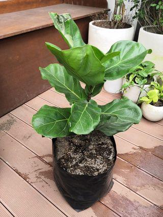 Fiddle Fig