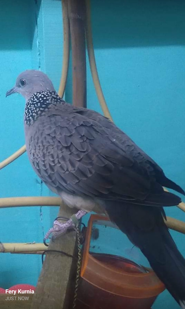 17+ Burung tekukur jantan terbaru