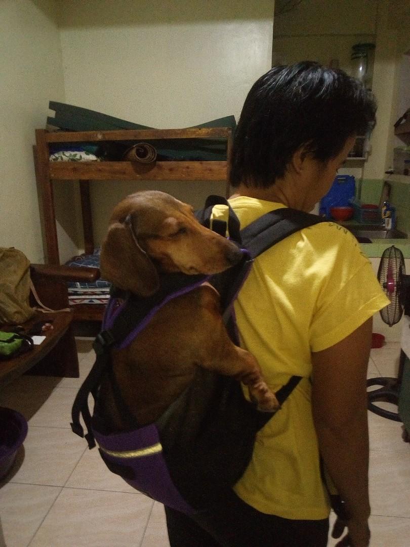 Dog bag carrier Wow Dachshund