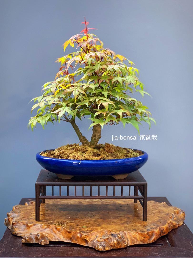 Double Trunk Japanese Maple Bonsai, Gardening, Plants on Carousell