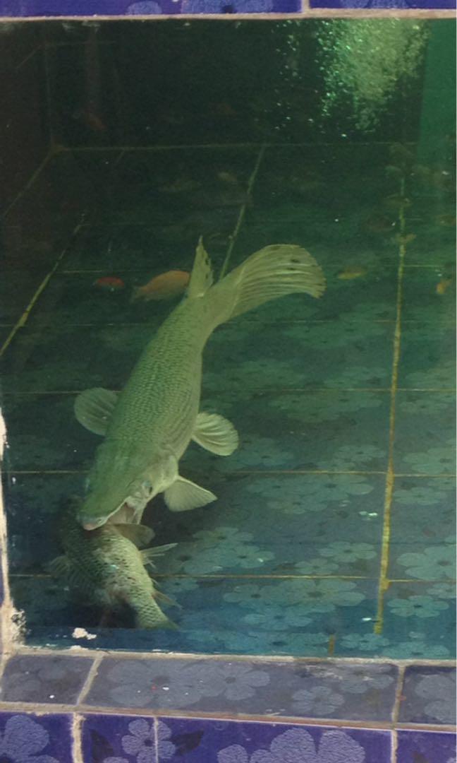 Wallpaper Ikan Aligator Spatula Gar Platinum Serba Serbi Others Di Carousell Free