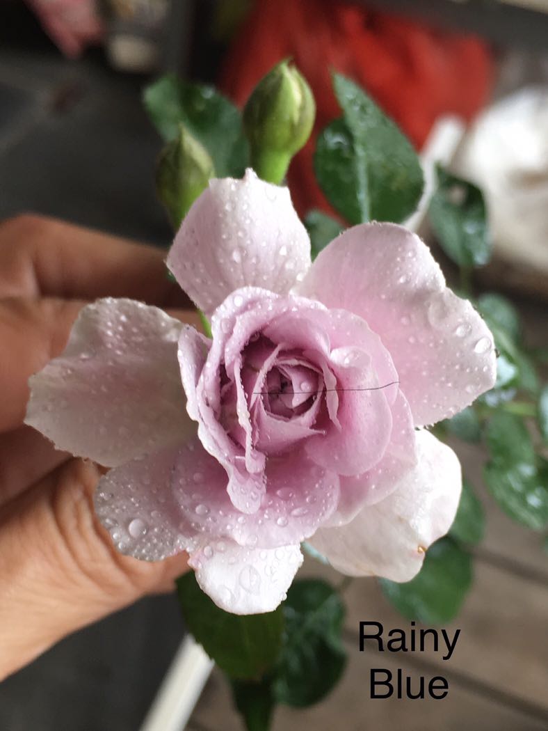 Japanese Rose Rainy Blue Furniture Home Living Home Decor Artificial Plants Flowers On Carousell