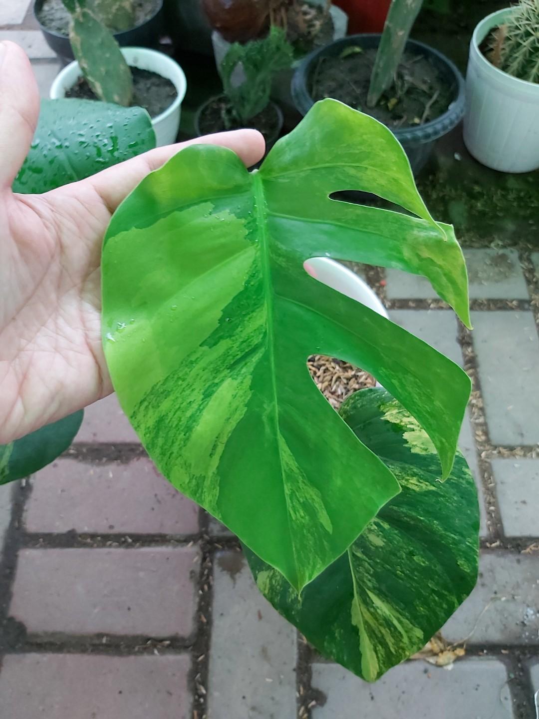 Monstera Marmorata Yellow Variegated Gardening Plants On Carousell