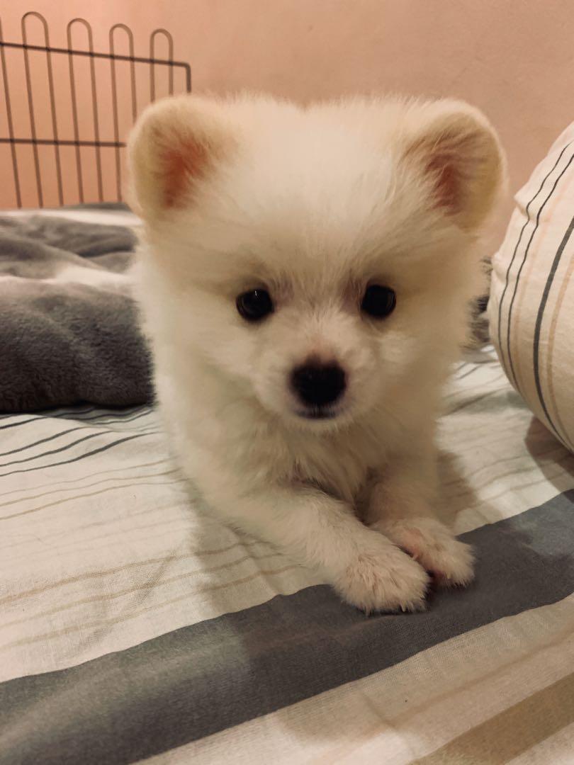 Pure 2025 white pomeranian