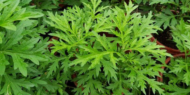 wormwood | Gardening | Carousell Singapore