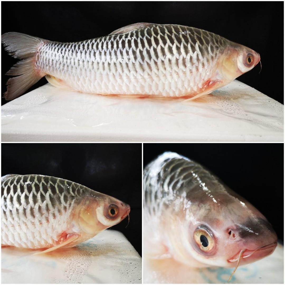 Frozen Ikan Jelawat Aka Sultan Fish Everything Else Others On Carousell