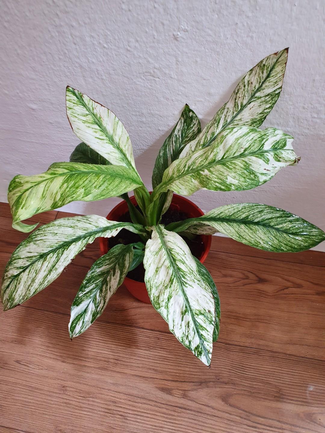 Variegated Peace Lily Jessica Rare Gardening Plants On Carousell