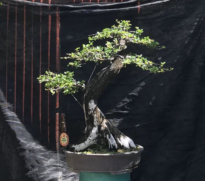 Bonsai Kamuning Bilog Furniture Home Living Gardening Plants Seeds On Carousell