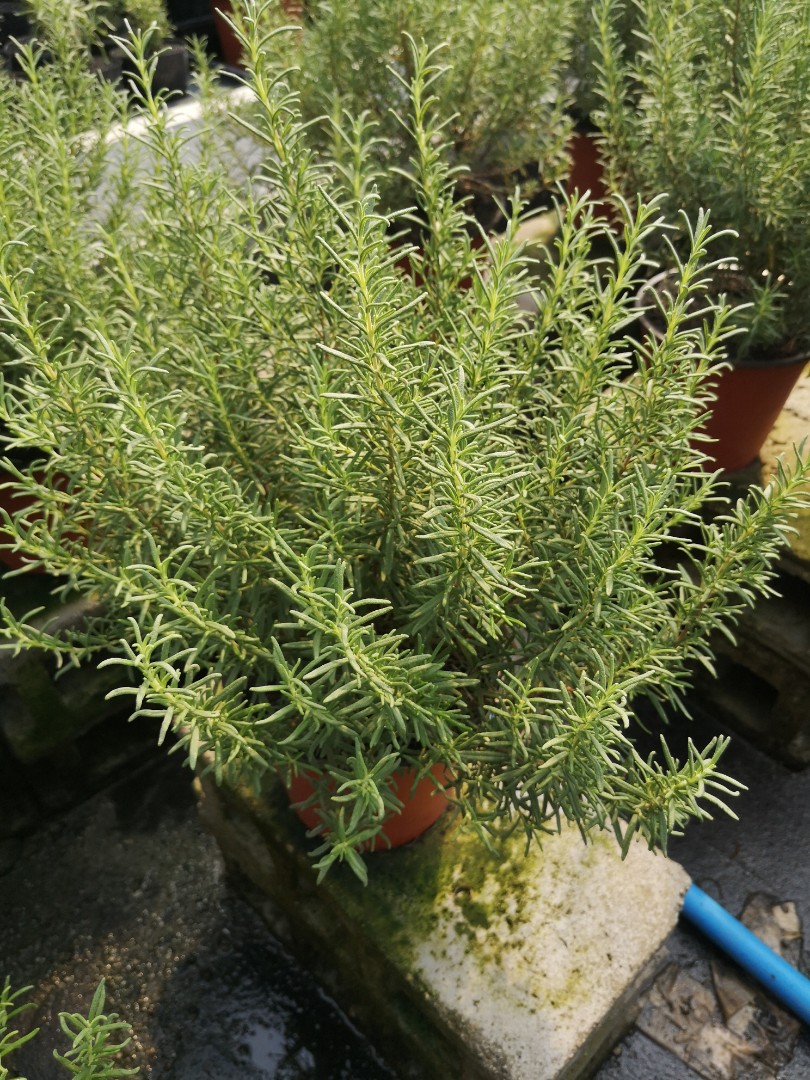 Live Rosemary Herb Plant