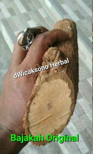 Teh Bajakah Pontianak Obat Kanker