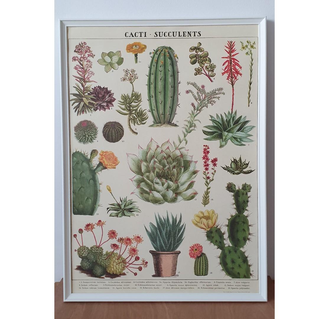 Cavallini Co Cactus And Succulents Poster Furniture Home