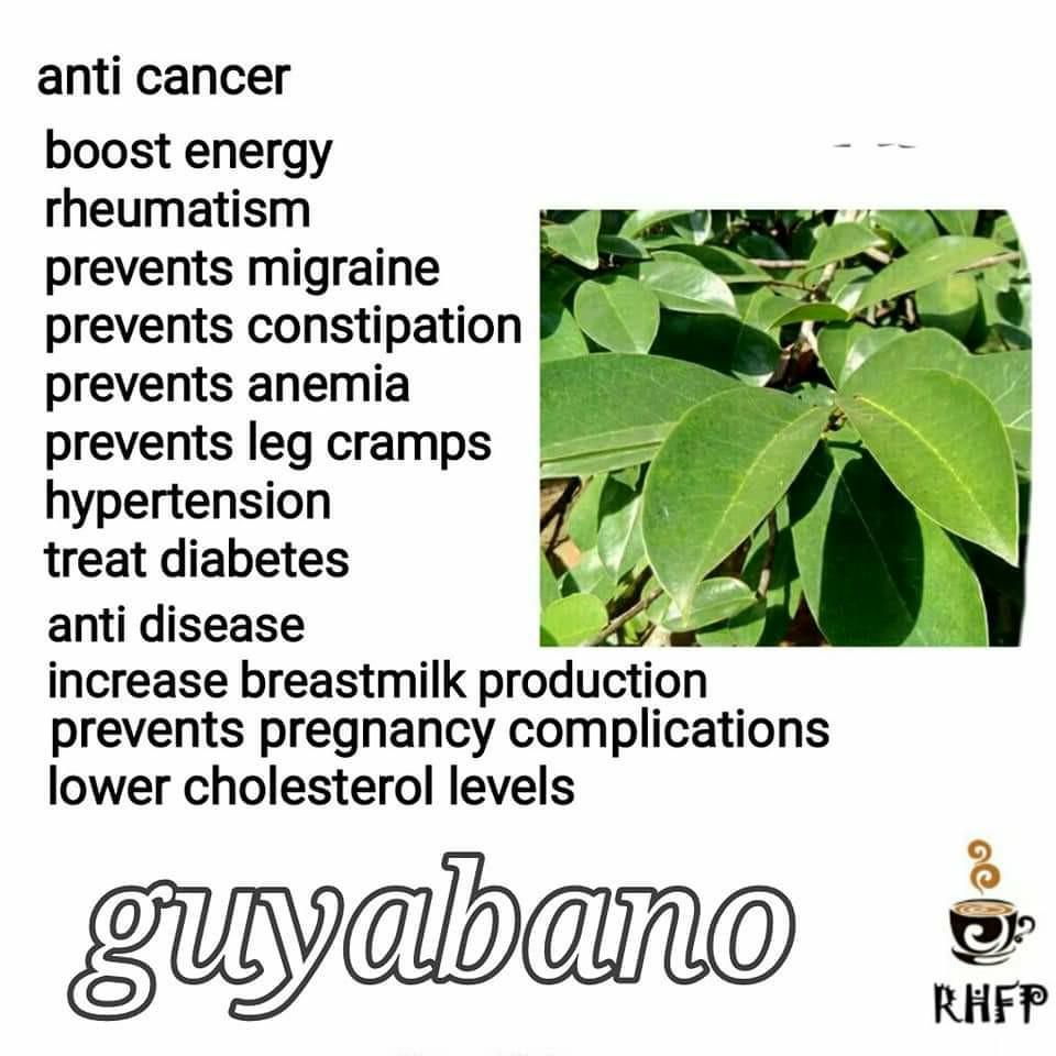 Guyabano Leaves Tea Benefits