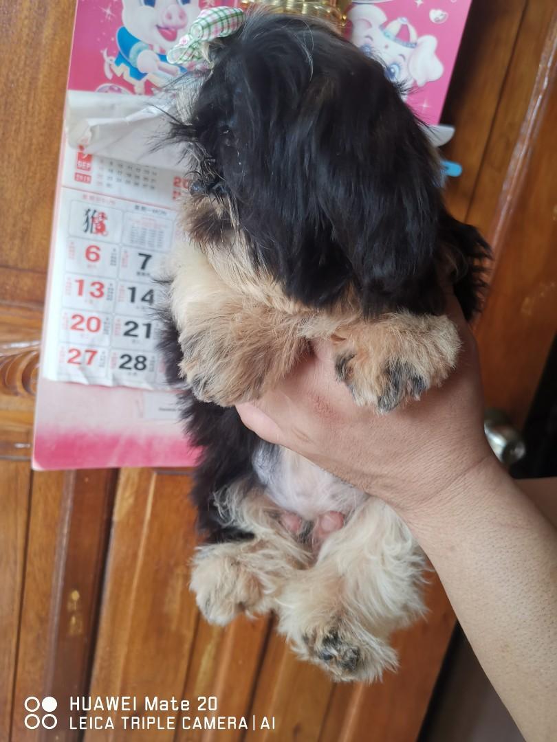Liverline shih tzu olx top