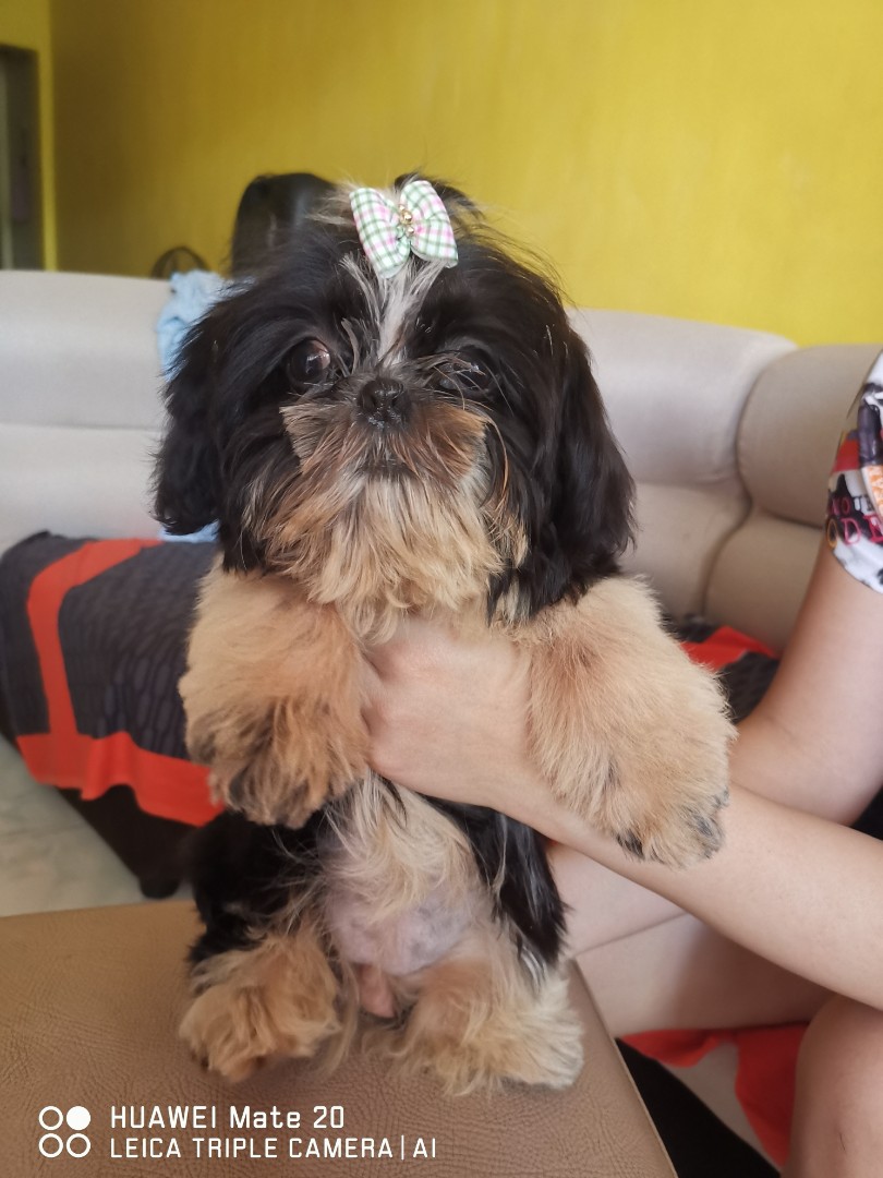 Liverline shih tzu puppy top