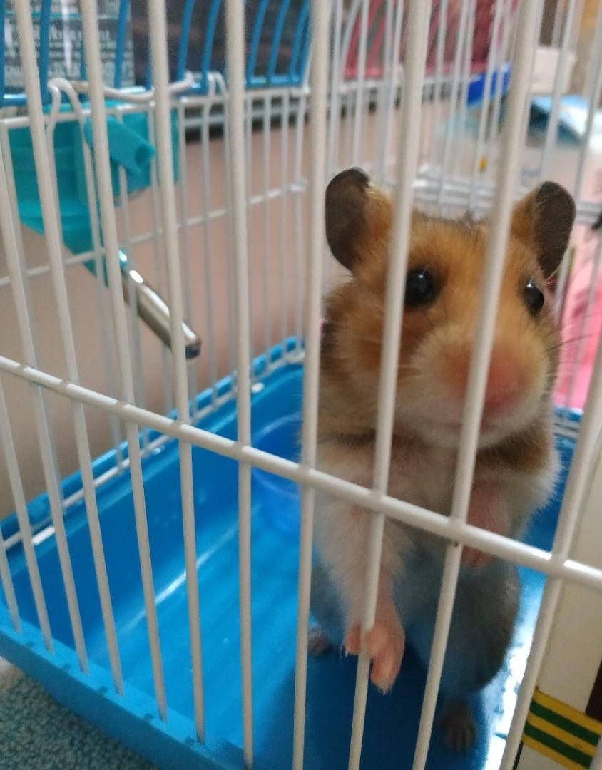 Syrian Hamsters Pet Supplies Pet Accessories On Carousell