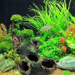 (Category: ) located in . Submitted by onlyqmall (Listing ID 260107795, Image 1). Description: .