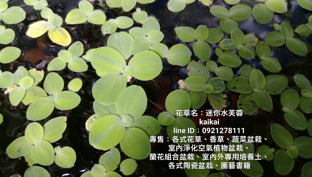 水生植物 迷你水芙蓉 家具及居家用品 園藝 植物及種子在旋轉拍賣