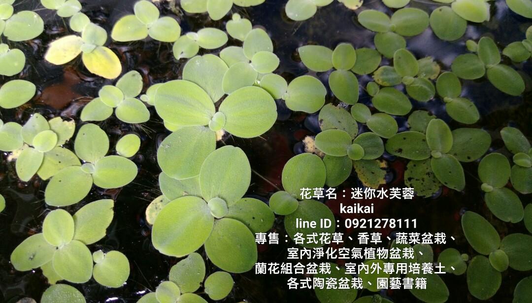 水生植物 迷你水芙蓉 居家生活 園藝在旋轉拍賣