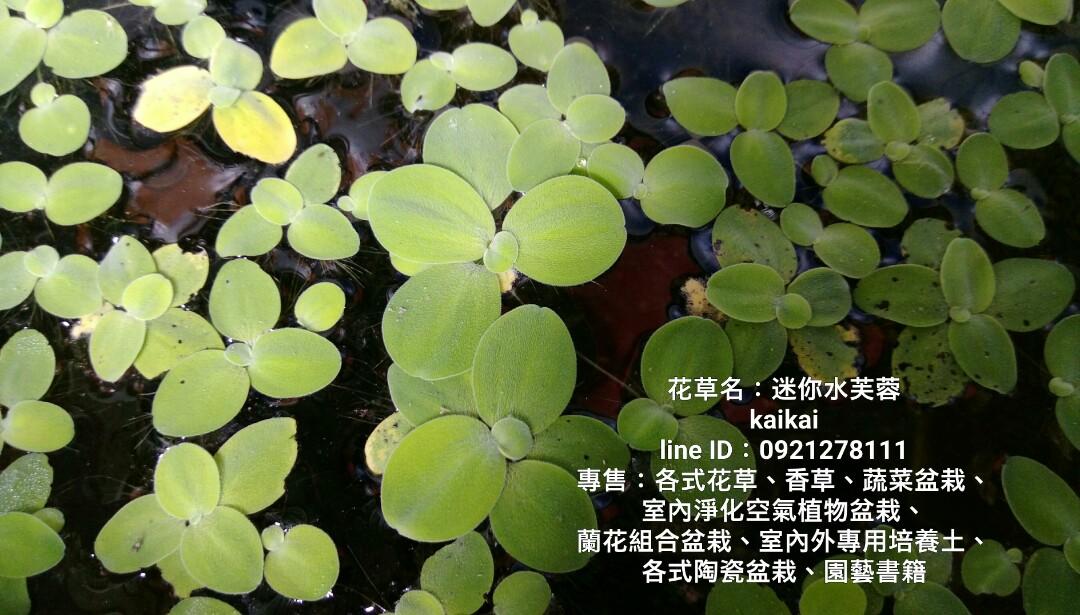 水生植物 迷你水芙蓉 家具及居家用品 園藝 植物及種子在旋轉拍賣