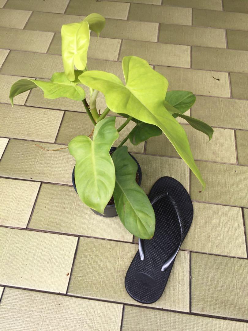 Philodendron Bipennifolium Aurea Gardening Plants On Carousell