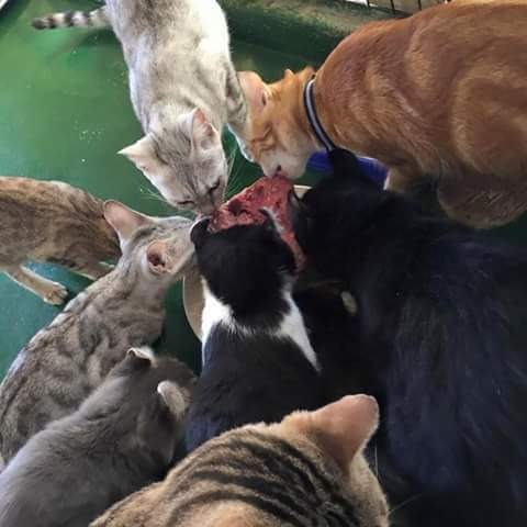 Daging Kisar Untuk Kucing 1kg On Carousell