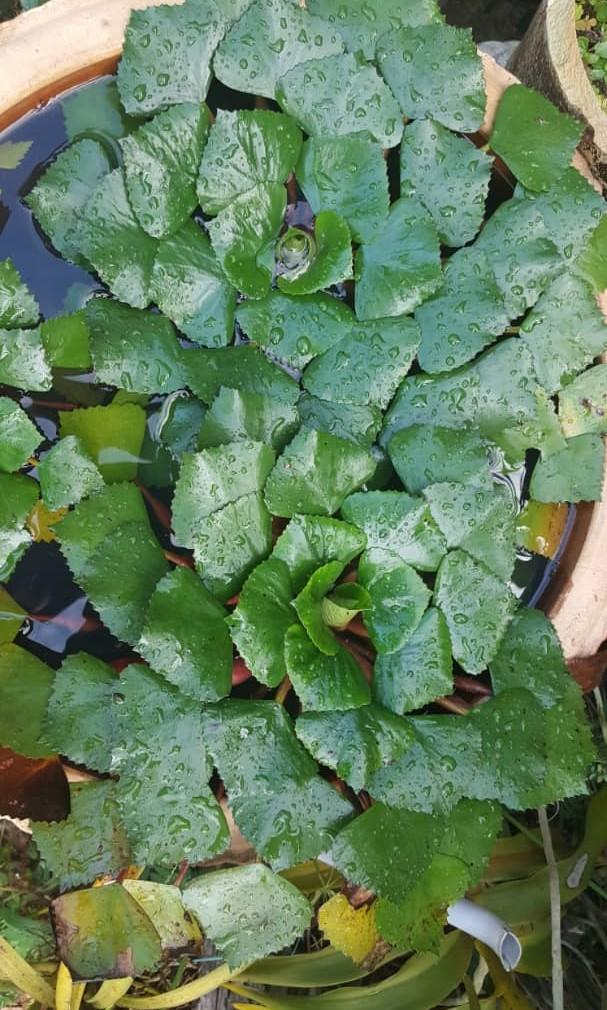 Pokok Kacang Tanduk Water Caltrop Home Furniture Gardening On Carousell