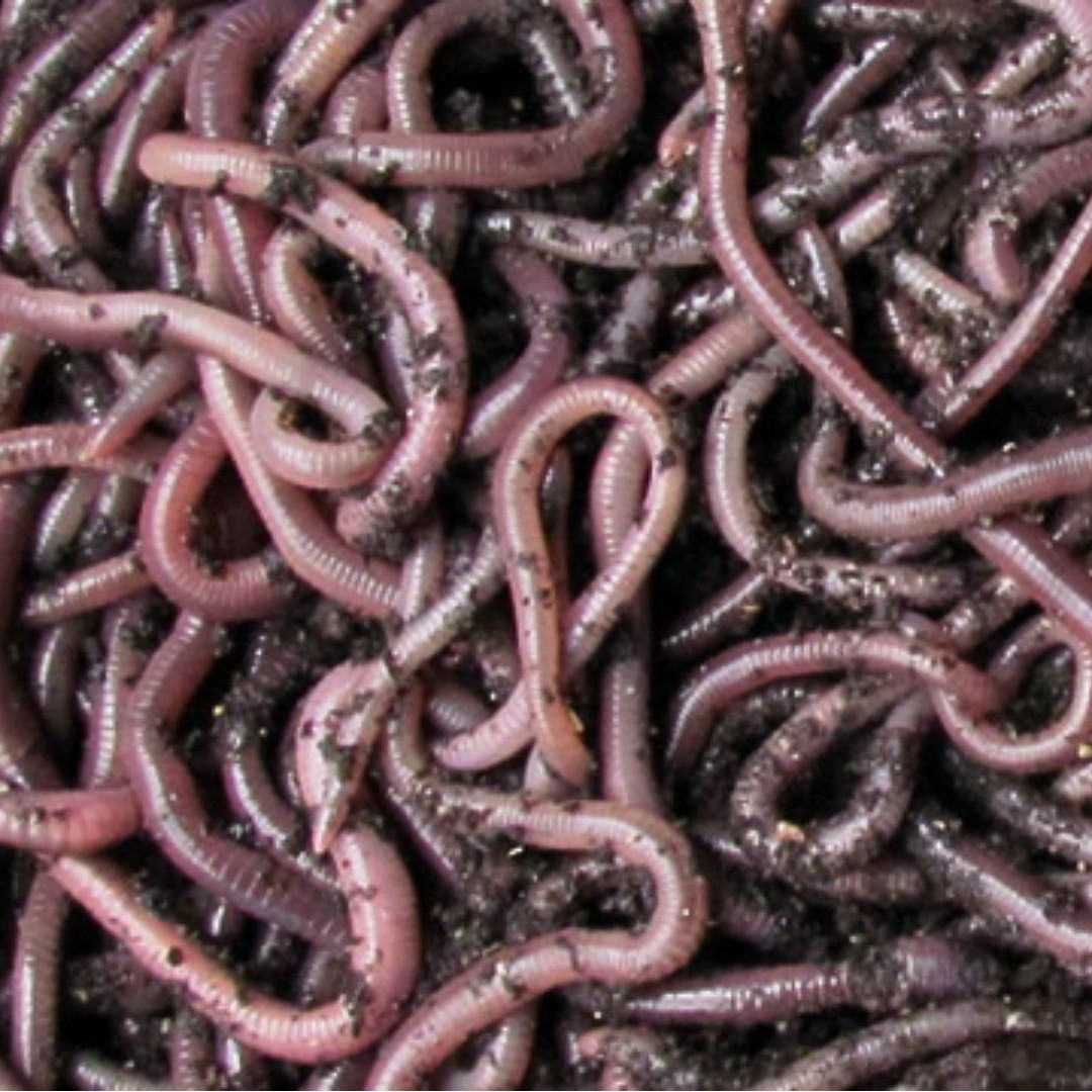 Vermiculture worms - African Nightcrawlers ANC worms